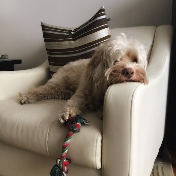 🐻 Bears Gear 4 $ale 🩲 - Picture 13 of 15